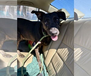 Labrador Retriever Dogs for adoption in Jackson, MS, USA