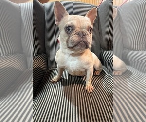 Mother of the French Bulldog puppies born on 11/29/2024
