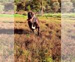 Bucky (8yo, 99lbs) - Male Mutt Dog for Adoption - Small photo
