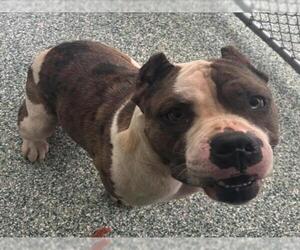 American Bulldog Dogs for adoption in Salisbury, NC, USA