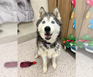 Siberian Husky Dogs for adoption in Brighton, CO, USA