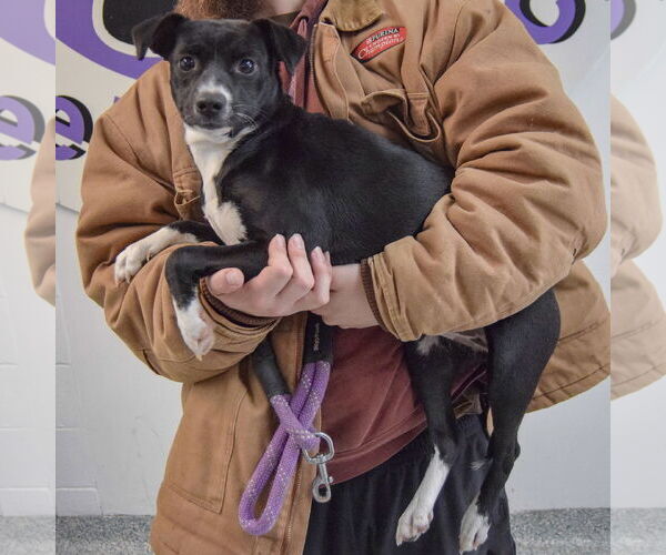 Medium Photo #2 Italian Greyhuahua Puppy For Sale in Huntley, IL, USA