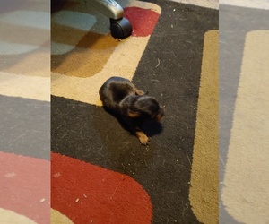 Miniature Pinscher Puppy for sale in JOHNSON CITY, NY, USA