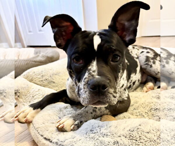 Medium Photo #3 Staffordshire Bull Terrier-Unknown Mix Puppy For Sale in Spring Lake, NC, USA