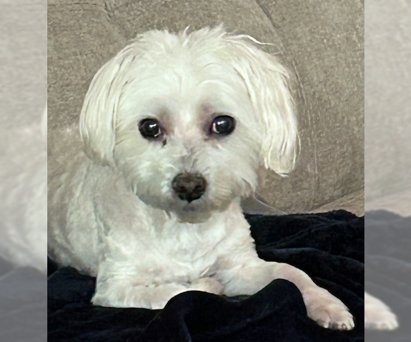 Medium Photo #3 Maltese-Unknown Mix Puppy For Sale in Decatur, GA, USA