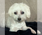 Small #2 Maltese Mix