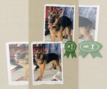 Small Photo #6 German Shepherd Dog Puppy For Sale in columbia, SC, USA