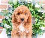Small Photo #11 Goldendoodle Puppy For Sale in SYRACUSE, IN, USA