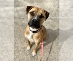 Small Boxer Mix