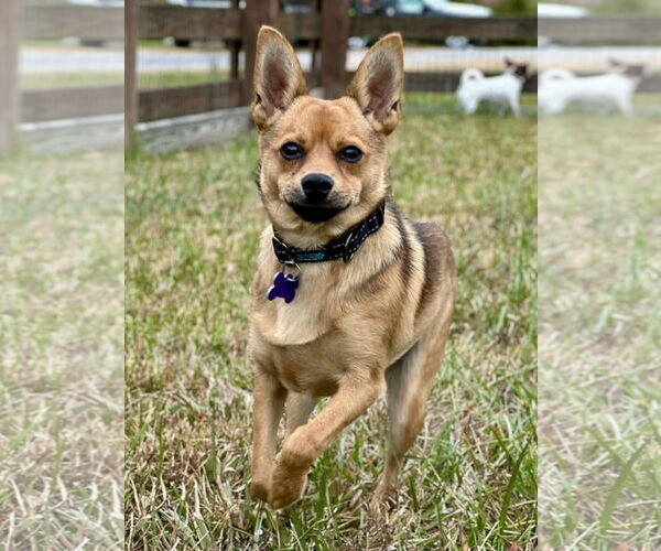 Medium Photo #7 Pineranian Puppy For Sale in Cookeville, TN, USA