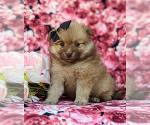 Pomeranian Puppy for sale in CHRISTIANA, PA, USA