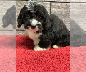 Aussie-Poo Puppy for sale in RICHMOND, IL, USA