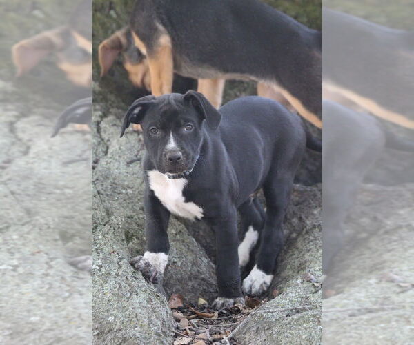 Medium Photo #3 Mutt Puppy For Sale in Boston, MA, USA