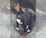 Small #2 Mutt
