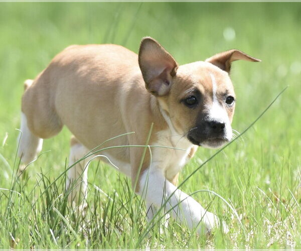 Medium Photo #1 Australian Shepherd-Chihuahua Mix Puppy For Sale in Mechanicsburg, PA, USA