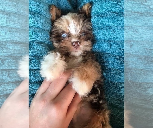 Medium Photo #5 Yorkshire Terrier Puppy For Sale in HAYWARD, CA, USA