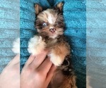 Small Photo #5 Yorkshire Terrier Puppy For Sale in HAYWARD, CA, USA