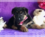 Small Photo #3 German Shepherd Dog Puppy For Sale in CLAY, PA, USA