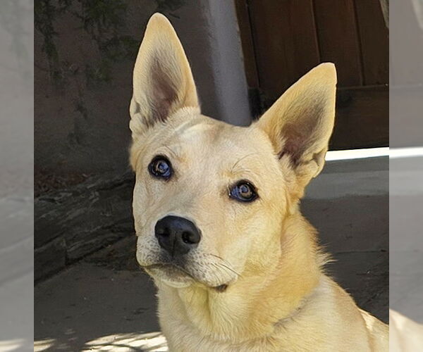 Medium Photo #3 Mutt Puppy For Sale in Albuquerque, NM, USA