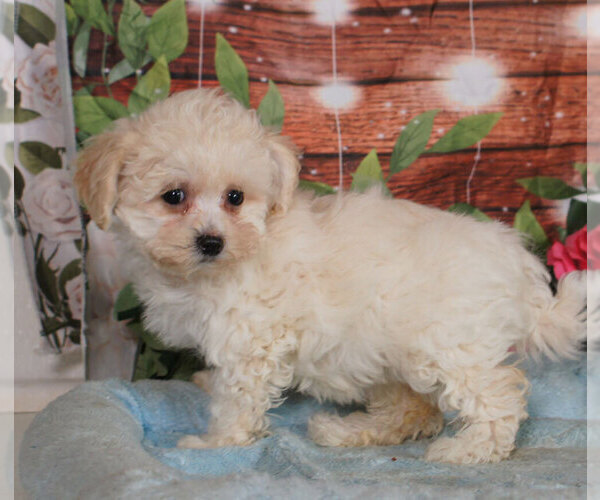 Medium Photo #2 Bichpoo Puppy For Sale in PENNS CREEK, PA, USA
