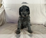 Puppy Daisy Poodle (Standard)