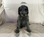 Puppy 4 Poodle (Standard)