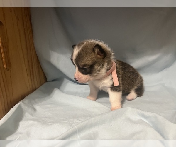 Medium Photo #2 Pembroke Welsh Corgi Puppy For Sale in ABSECON, NJ, USA