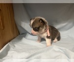 Small #1 Pembroke Welsh Corgi