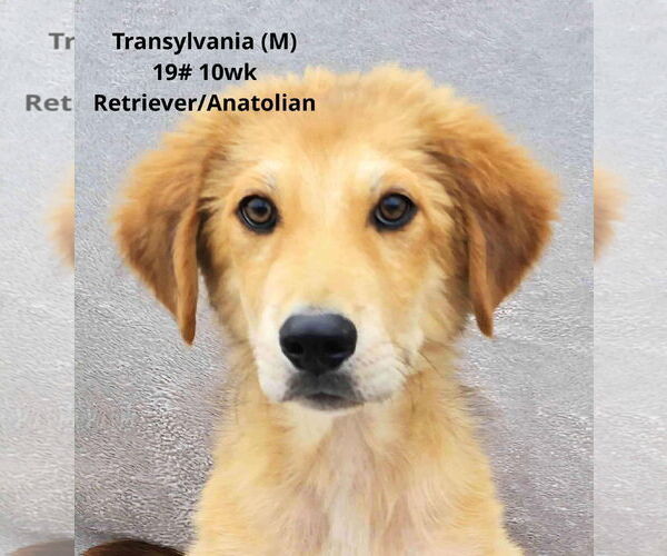 Medium Photo #3 Mutt Puppy For Sale in pomfret, CT, USA