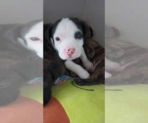 Alaskan Husky-American Bulldog Mix Puppy for sale in CARTERSVILLE, GA, USA
