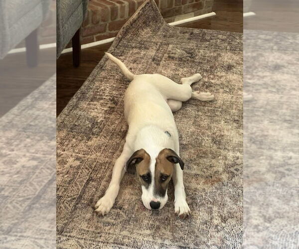 Medium Photo #1 Mutt Puppy For Sale in New York, NY, USA