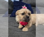 Small #3 Cairn Terrier Mix