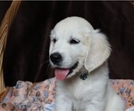 Puppy Camaro English Cream Golden Retriever