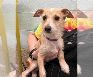 Mutt Dogs for adoption in Brighton, CO, USA