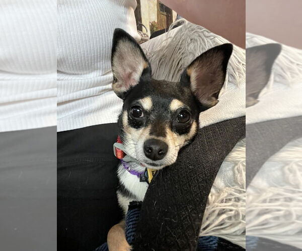 Medium Photo #2 Chihuahua-Unknown Mix Puppy For Sale in Plymouth, MN, USA