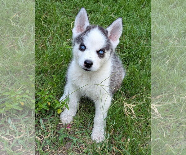 Medium Photo #7 Siberian Husky Puppy For Sale in PIPE CREEK, TX, USA