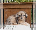 Small #2 Poodle (Miniature)