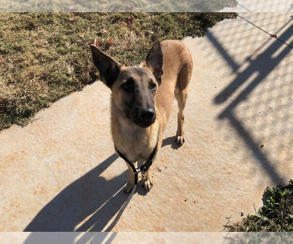 Medium Photo #3 Mutt Puppy For Sale in Imlay City, MI, USA