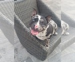 Small Photo #1 American Bully Puppy For Sale in NORTH PORT, FL, USA