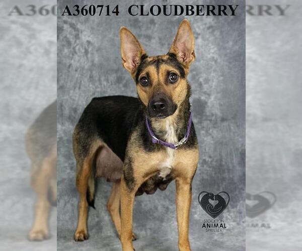 Medium Photo #2 German Shepherd Dog Puppy For Sale in Stockton, CA, USA