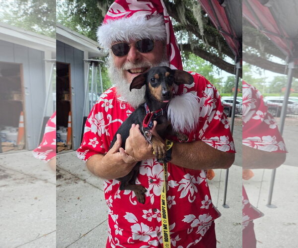 Medium Photo #7 Doxie-Pin Puppy For Sale in Myrtle Beach, SC, USA