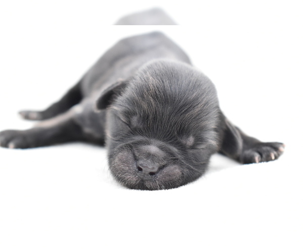 Medium Photo #1 Shih Aussie Puppy For Sale in PALM COAST, FL, USA