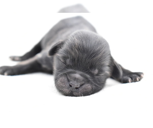 Shih Aussie Puppy for sale in PALM COAST, FL, USA