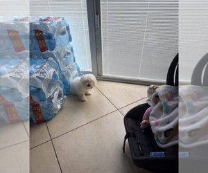 Maltese Puppy for sale in TAMPA, FL, USA