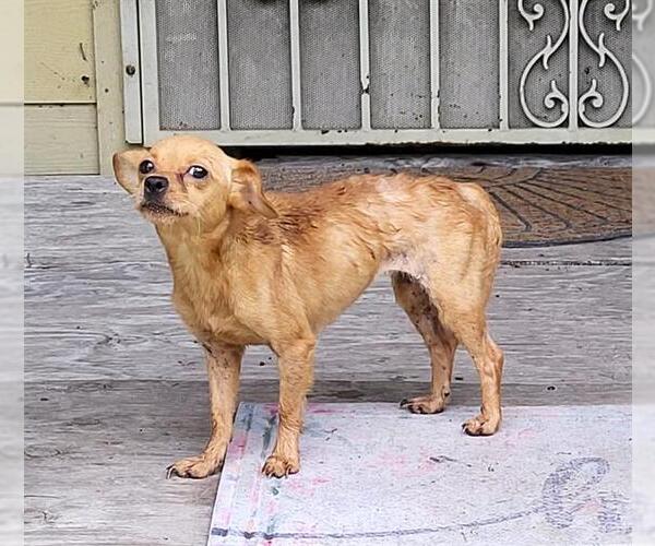 Medium Photo #1 Chihuahua-Unknown Mix Puppy For Sale in San Antonio, TX, USA