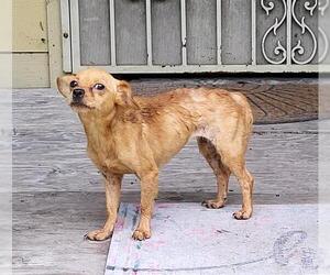 Chihuahua-Unknown Mix Dogs for adoption in San Antonio, TX, USA