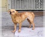 Small Chihuahua Mix