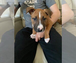 Black Mouth Cur-Boxer Mix Dogs for adoption in Dana Point, CA, USA
