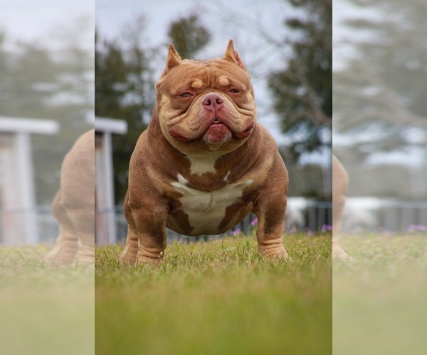 Medium Photo #1 American Bully Puppy For Sale in MOUNT OLIVE, AL, USA