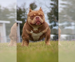 Father of the American Bully puppies born on 04/30/2025